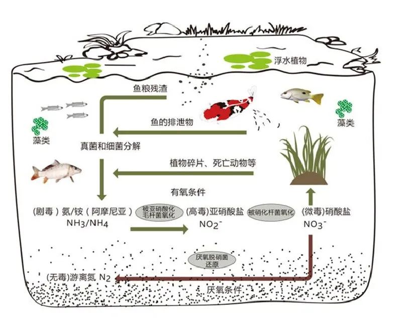 鱼池过滤桶和滴流过滤哪种好,鱼池过滤和泳池过滤的区别