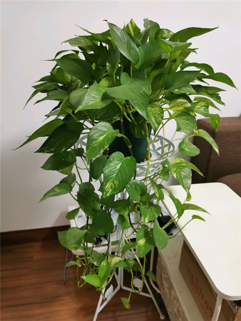 养绿萝学好这3招爆盆快长势猛,绿萝这么养不烂根不黄叶爆长新叶