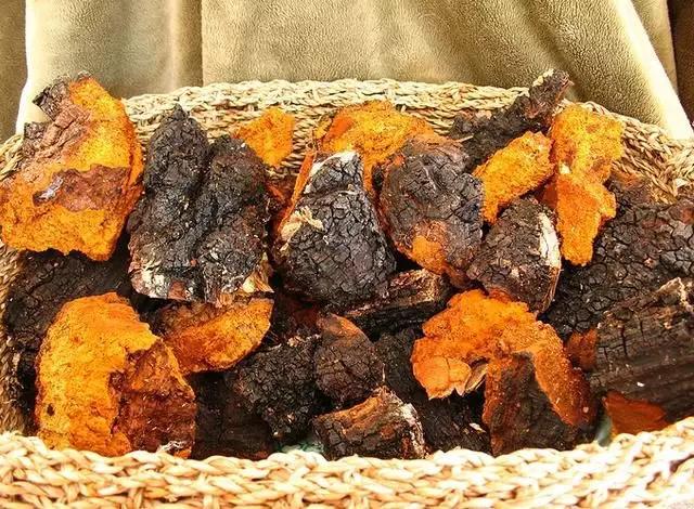 桦褐孔菌，因前苏联诺贝尔文学奖获得者小说，而被关注