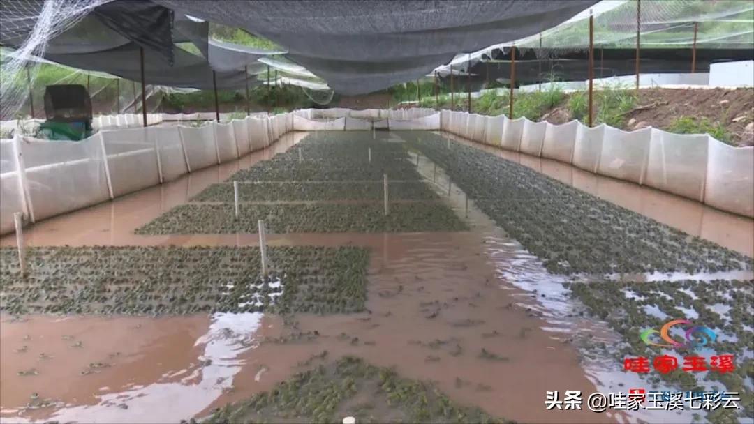 牛蛙养殖生财有道,大龙潭牛蛙养殖前景