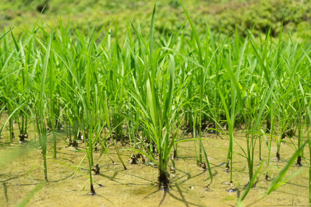水稻受冻害后怎么处理,预防水稻苗床冻害怎么预防
