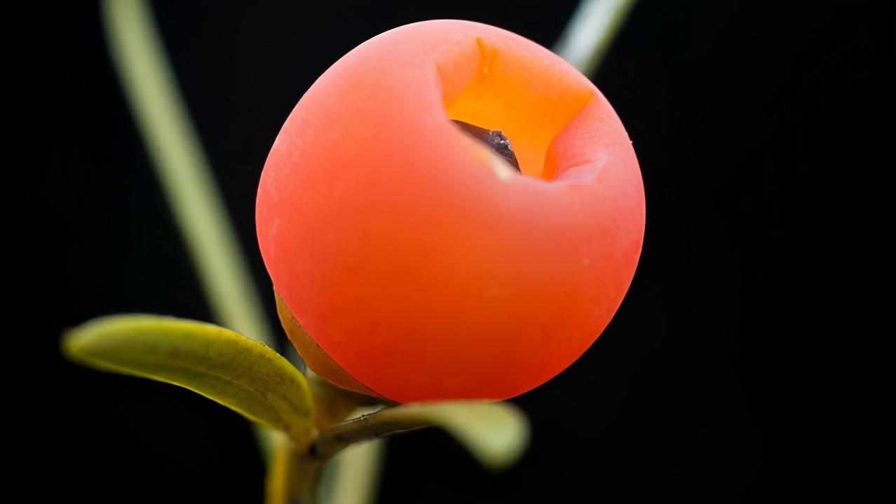 红豆杉叶片耷拉没精神,红豆杉的嫩芽耷拉怎么回事