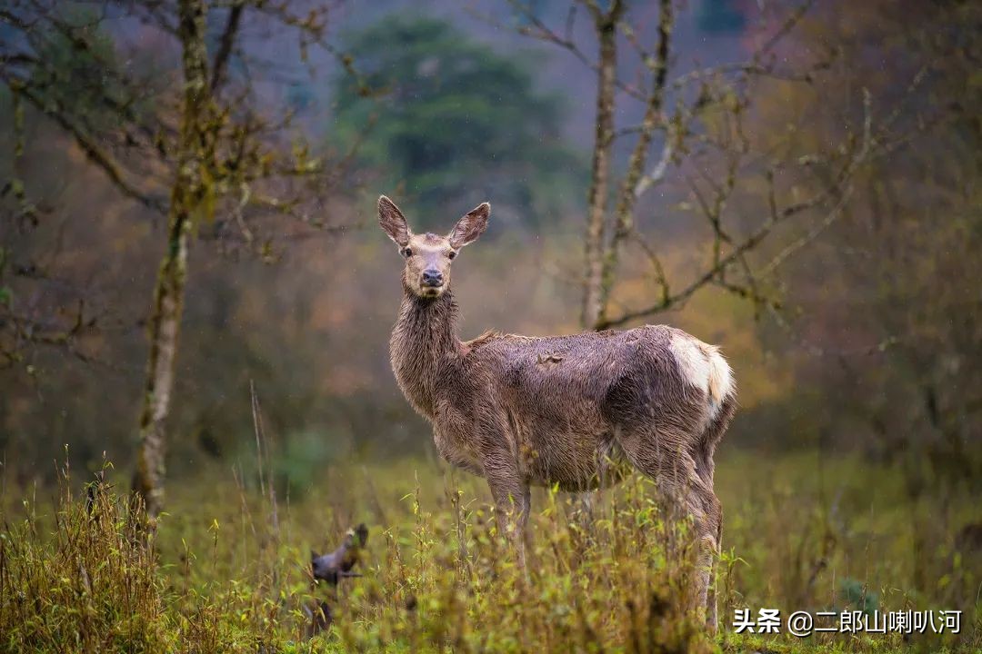 鎶婇鏅粰甯﹁蛋,鎶婂ス甯﹁蛋
