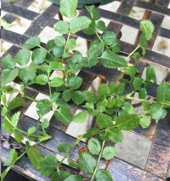 月季盲芽和不是盲芽的对比图,月季好多盲芽是怎么造成的