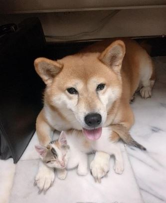 猫咪平日太受宠，惨被母亲妹妹设计“栽赃”，都是爱玩惹的祸