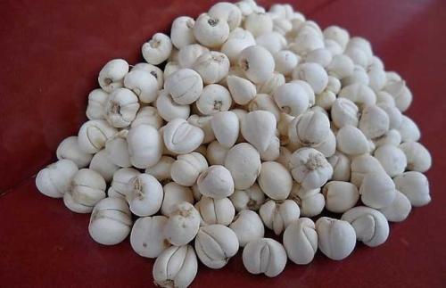 川贝可以直接泡茶喝吗,川贝粉直接冲水喝止咳效果好吗