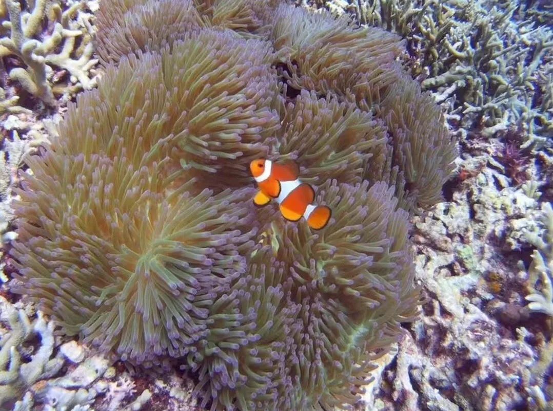 沙巴美食大起底亚庇美食一日游 (沙巴旅游攻略小吃夜市)