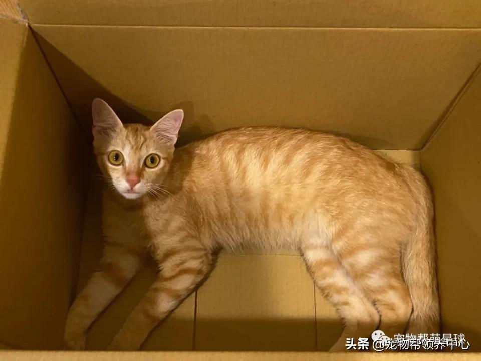 橘猫整日不出闺房却突然胎动？检查令爸崩溃：哪个死小子干的？