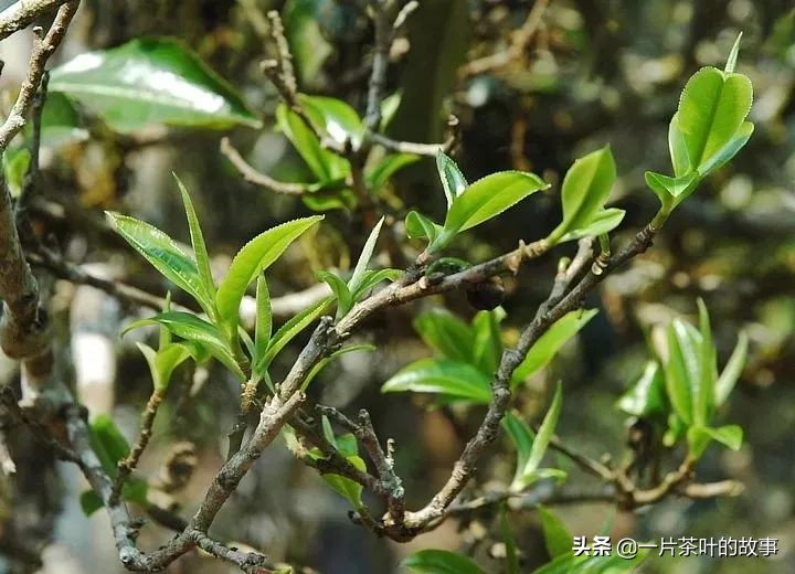 一杯茶敬帮过你的贵人,年底了一杯茶敬帮助过我的贵人