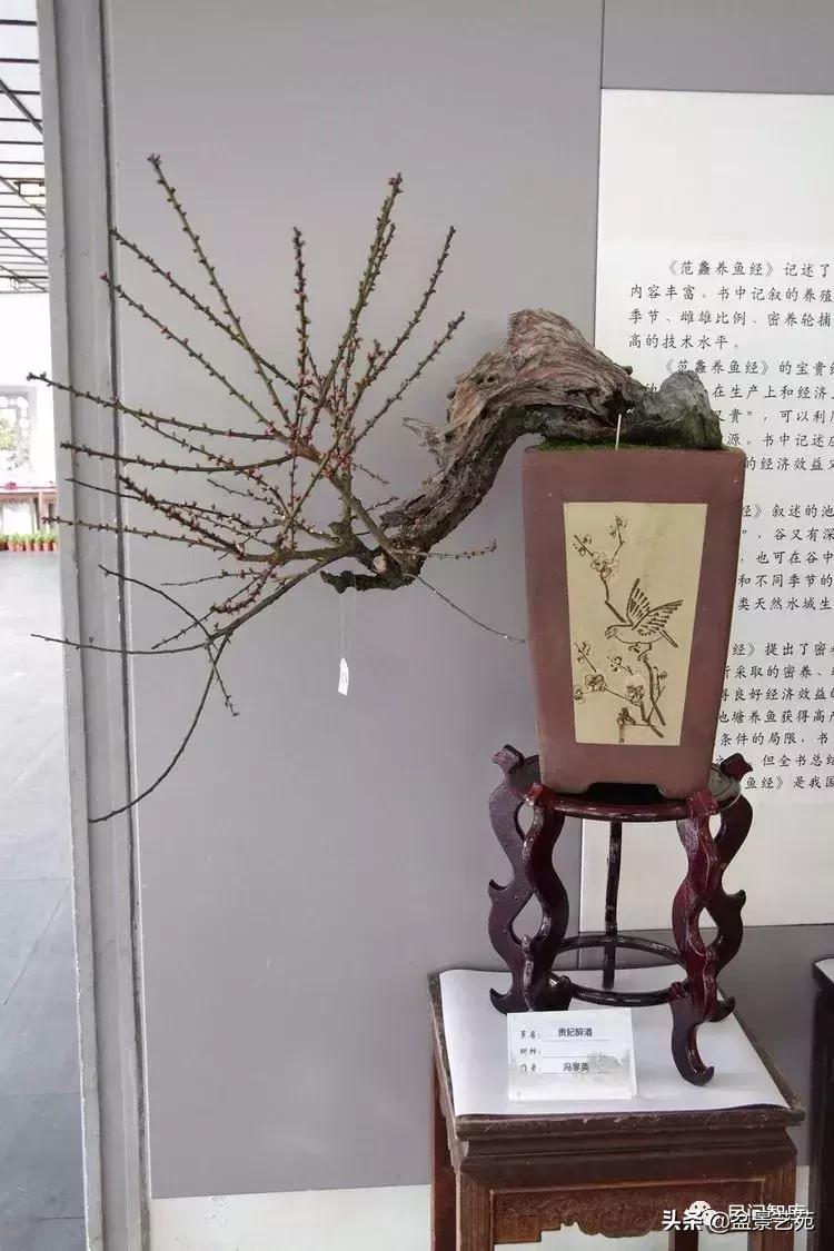 姊呰姳鐩嗘櫙浠锋牸,榫欐父姊呰姳鐩嗘櫙