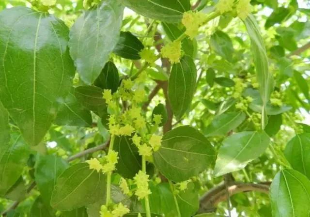 夏季青枣树修剪视频,枣树坐果必须具备什么样的条件