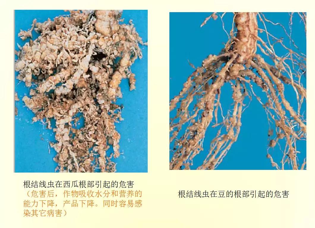 根结线虫病害及治疗方法,根结线虫危害全过程