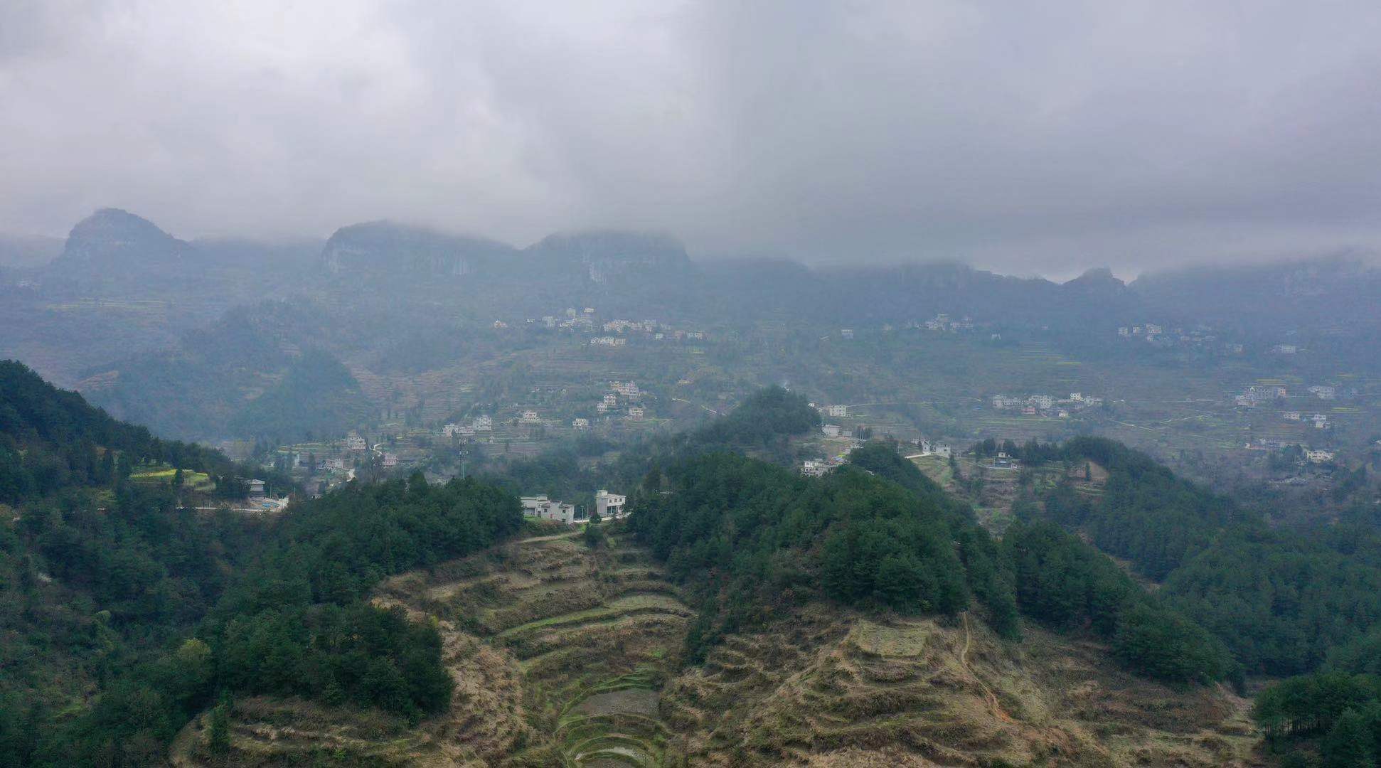 贵州发现一棵上千年金丝楠木王,贵州大山发现金丝楠木王