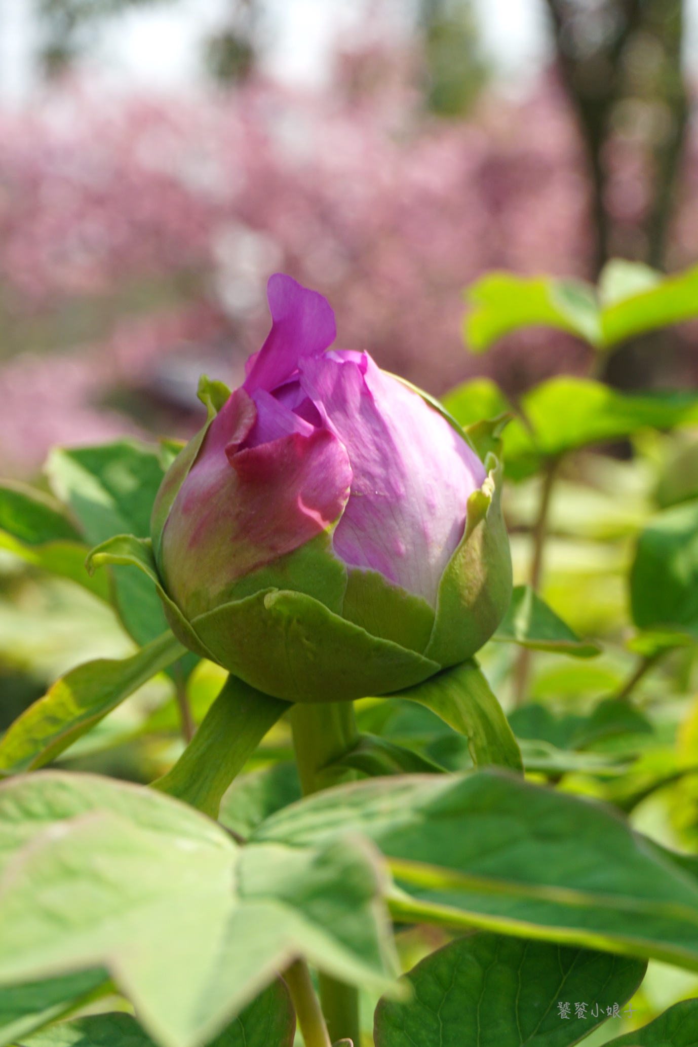 自驾游去洛阳看牡丹攻略,谁家牡丹甲天下