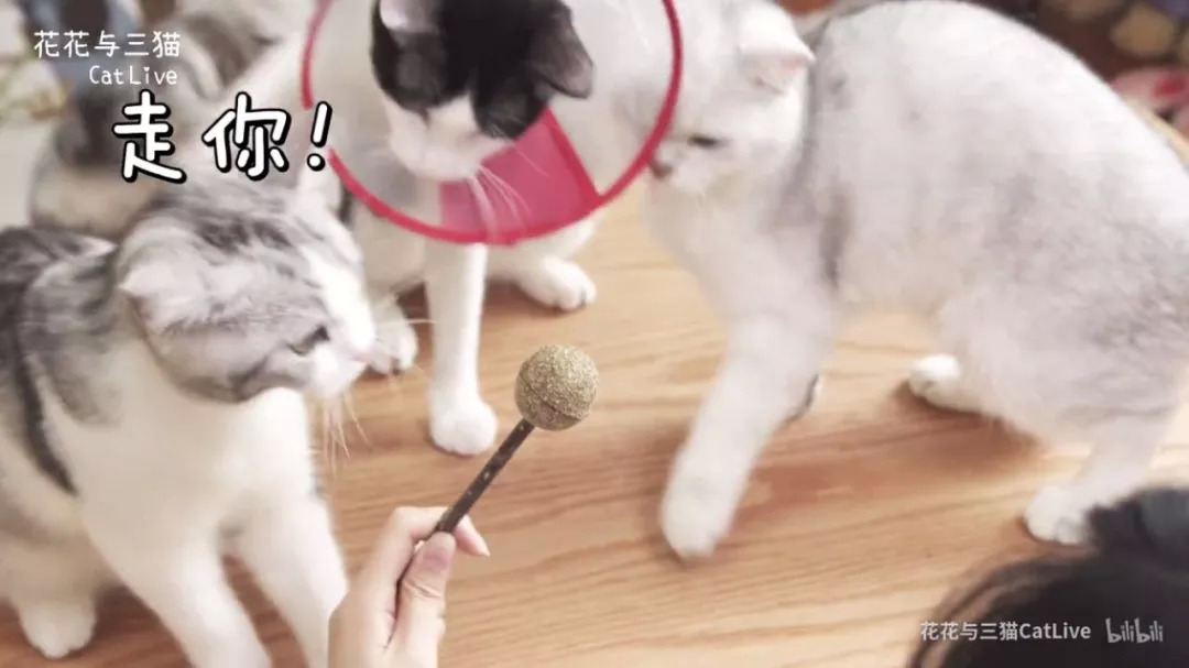 从回忆小马甲到花花与三猫，宠物网红进化论