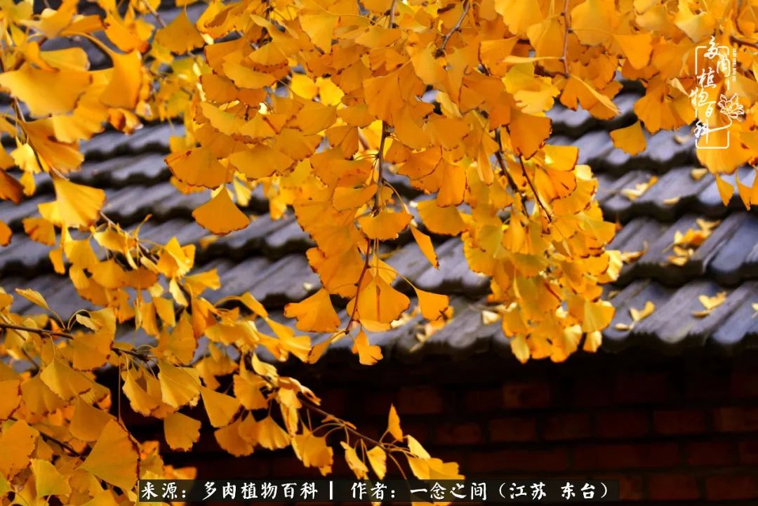 一见多肉误终生,一见多肉误终生从此入了养花坑