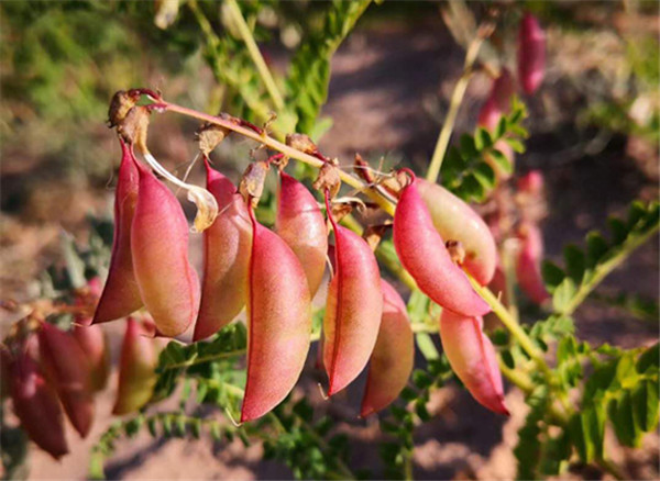 瀛愭床榛勮姫鍐嶇櫥澶,澶鎶ラ亾瀛愭床榛勮姫