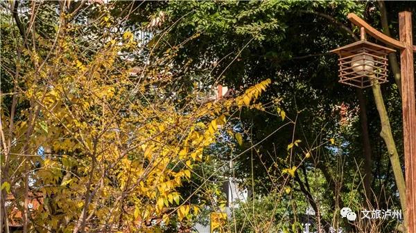 泸州的腊梅花在什么地方,泸州腊梅花观赏