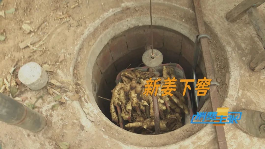 大量精品生姜出售,今日鲜姜收购价格