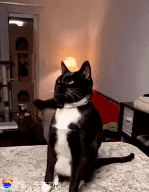 搞笑动图表情包,搞笑动图gif微信表情包