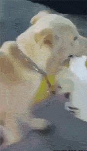 赌100袋辣条,赌十包辣条