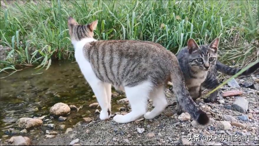 猫妈妈教小猫爬,猫妈妈教猫