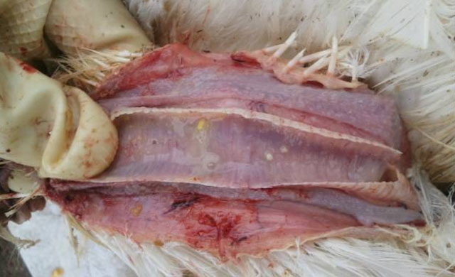 鸡平时预防疾病用什么药,养殖场里的鸡用什么药治疗