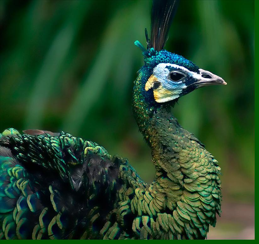 东江揽胜,惠州淡水常见鸟类图谱