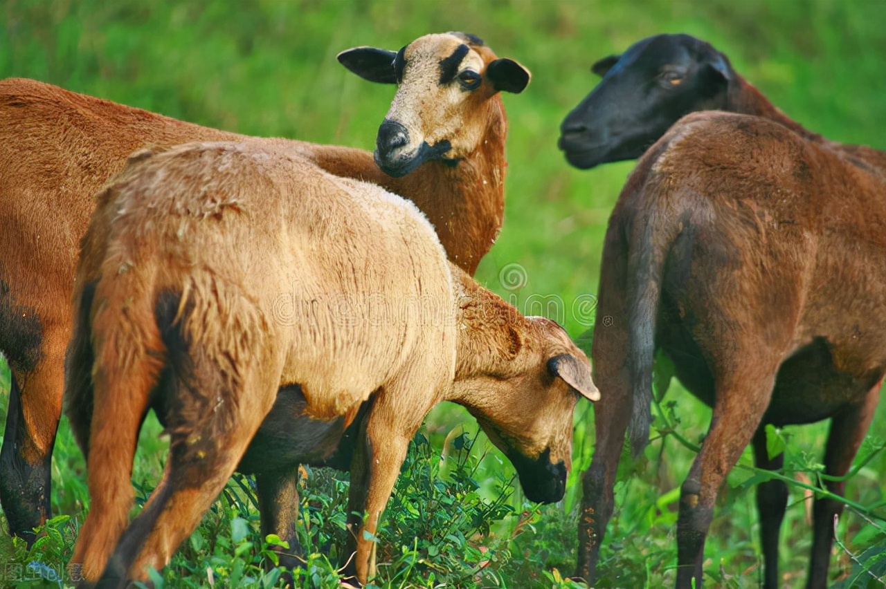 提高家畜繁殖力,提高家畜繁殖力的主要措施有哪些