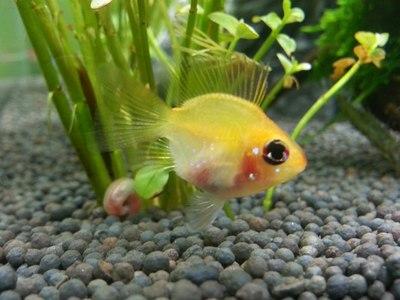 怎么知道鱼缸硝化细菌群建立了,鱼缸长绿藻是硝化细菌没建立好吗