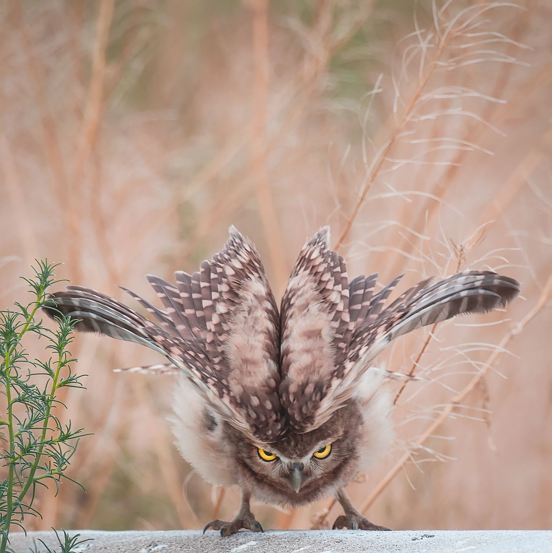棕熊打各种熊和各种动物画面,动物和熊斗的视频