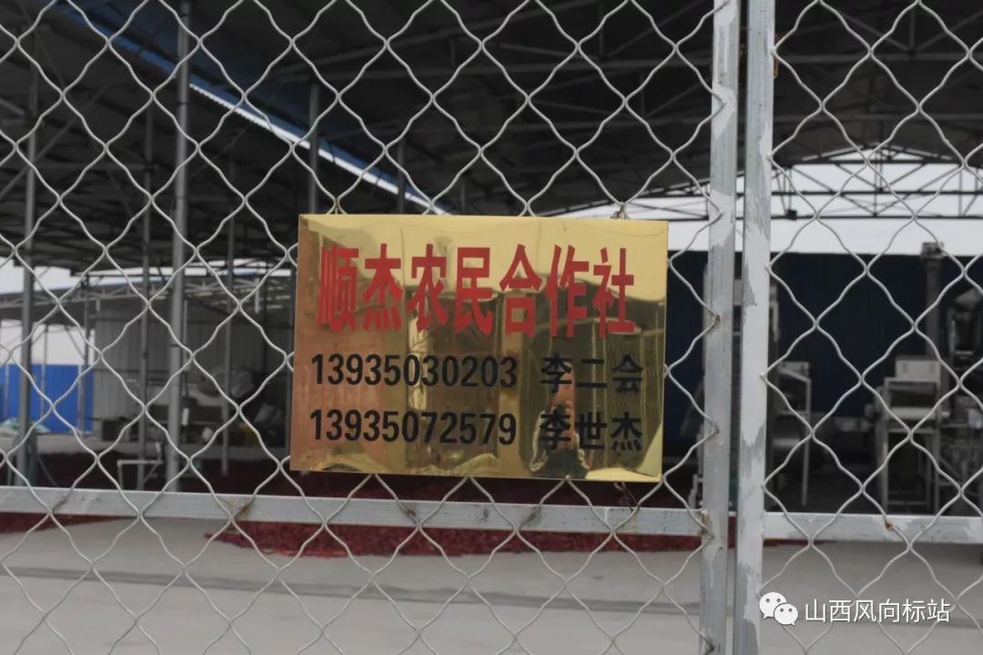 忻州曹张高村辣椒,山西忻州辣椒迎丰收椒农笑开颜