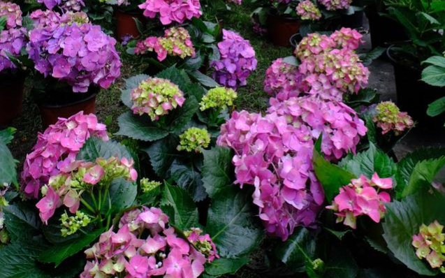 成都周边休闲圣地推荐,成都附近游玩推荐一日游