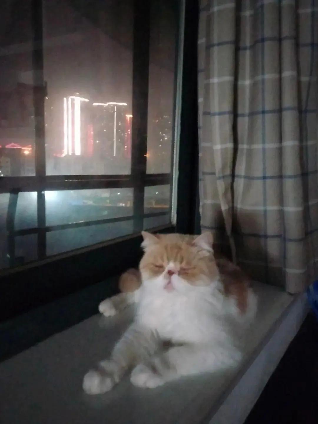 这个小女猫，还有小脾气呢