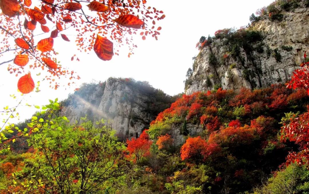 博山红叶谷门票优惠活动,博山十大免费红叶谷