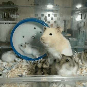 仓鼠不小心掉进老鼠洞里了,仓鼠不小心被笼子夹到怎么办