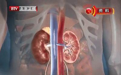 国医大师小茴香补肾气,国医大师补肾气方法