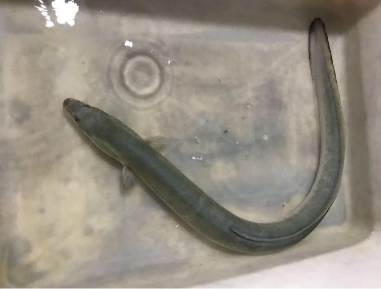 水沟钓巨型黄鳝,河沟钓鳝鱼