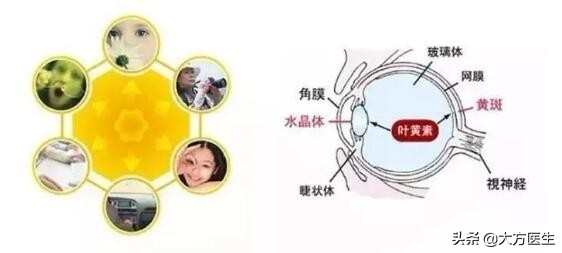 叶黄素护眼怎么用,叶黄素健康养生科普涨知识
