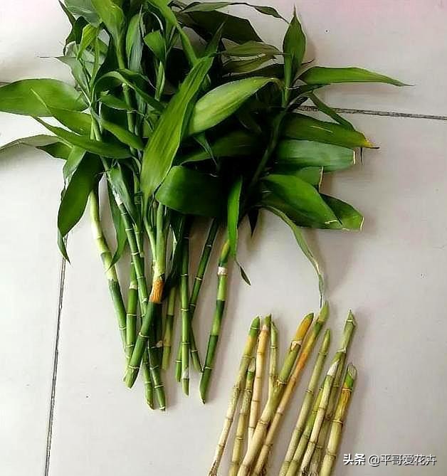 养富贵竹好黄怎么办,养富贵竹有什么禁忌吗