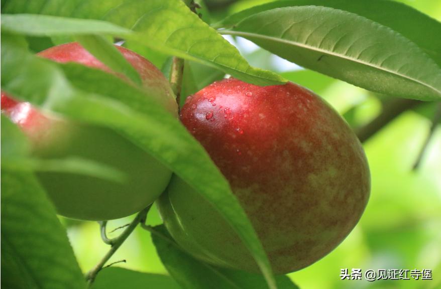 高堡油桃,红寺堡油桃采摘