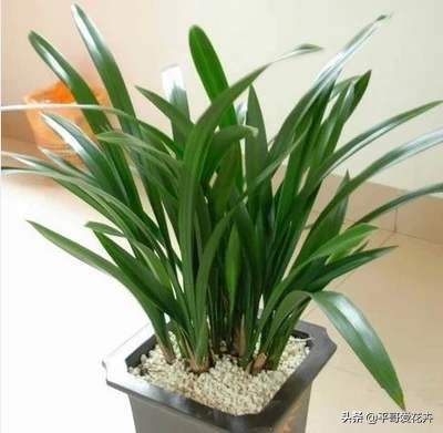 不缺水叶子打蔫了怎么办,夏季中午为什么浇水反而会萎蔫