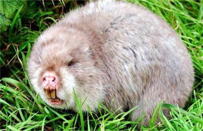 母竹鼠产仔过程,竹鼠繁育几胎