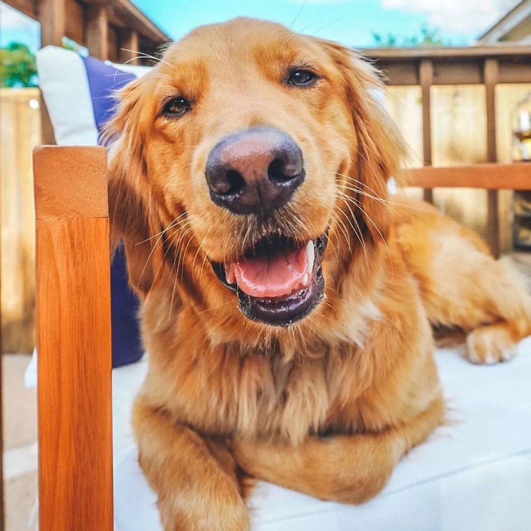 狗狗不好好吃饭怎么办？原因分析+成功秘诀！这么做让它乖乖吃饭