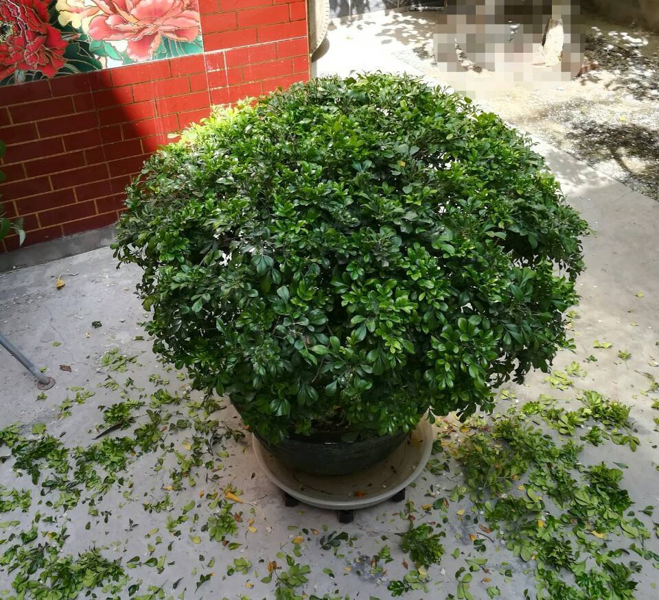 冬天米兰花草怎么养,冬季米兰花怎么养