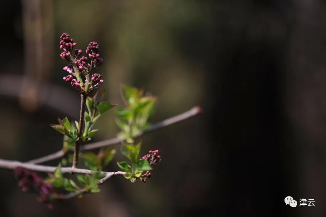 天津将新添一座公园预计开放时间,天津即将开放的公园在哪里