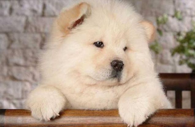 松狮犬要多少元的狗粮,松狮犬吃什么狗粮好一点