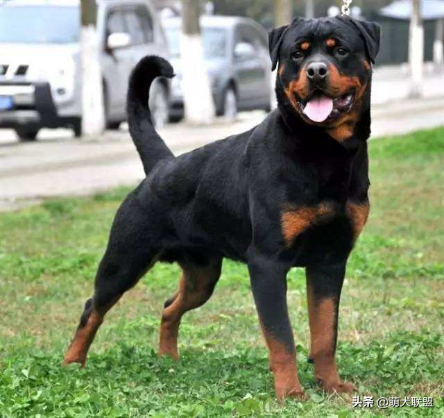 安静不爱叫的狗狗品种,比较安静的狗狗有哪些