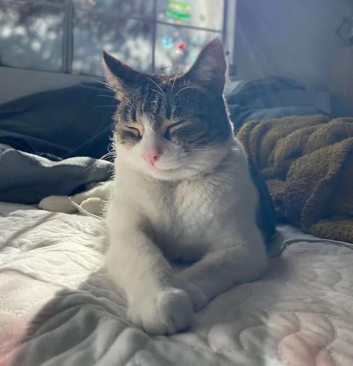 国外中国人遇到中华田园猫,中华田园猫在海外保护主人