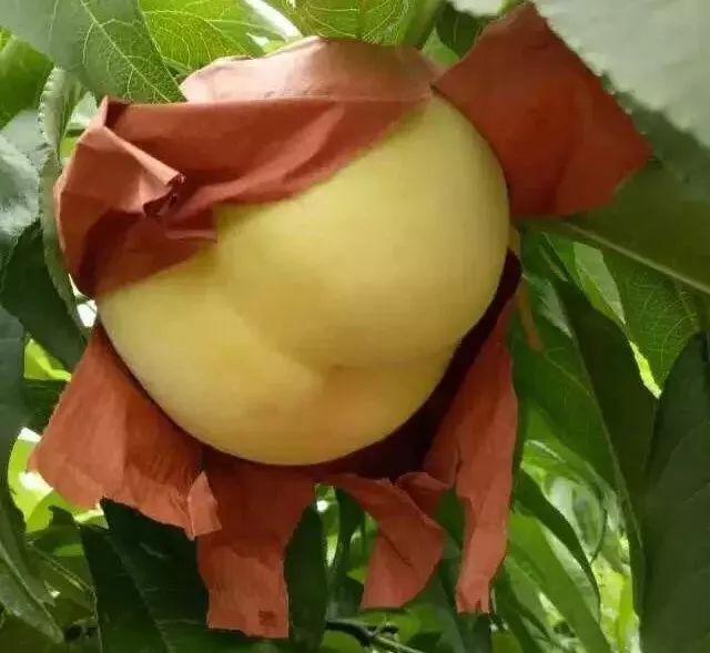 江阴附近生态园葡萄采摘,江阴申港采摘园